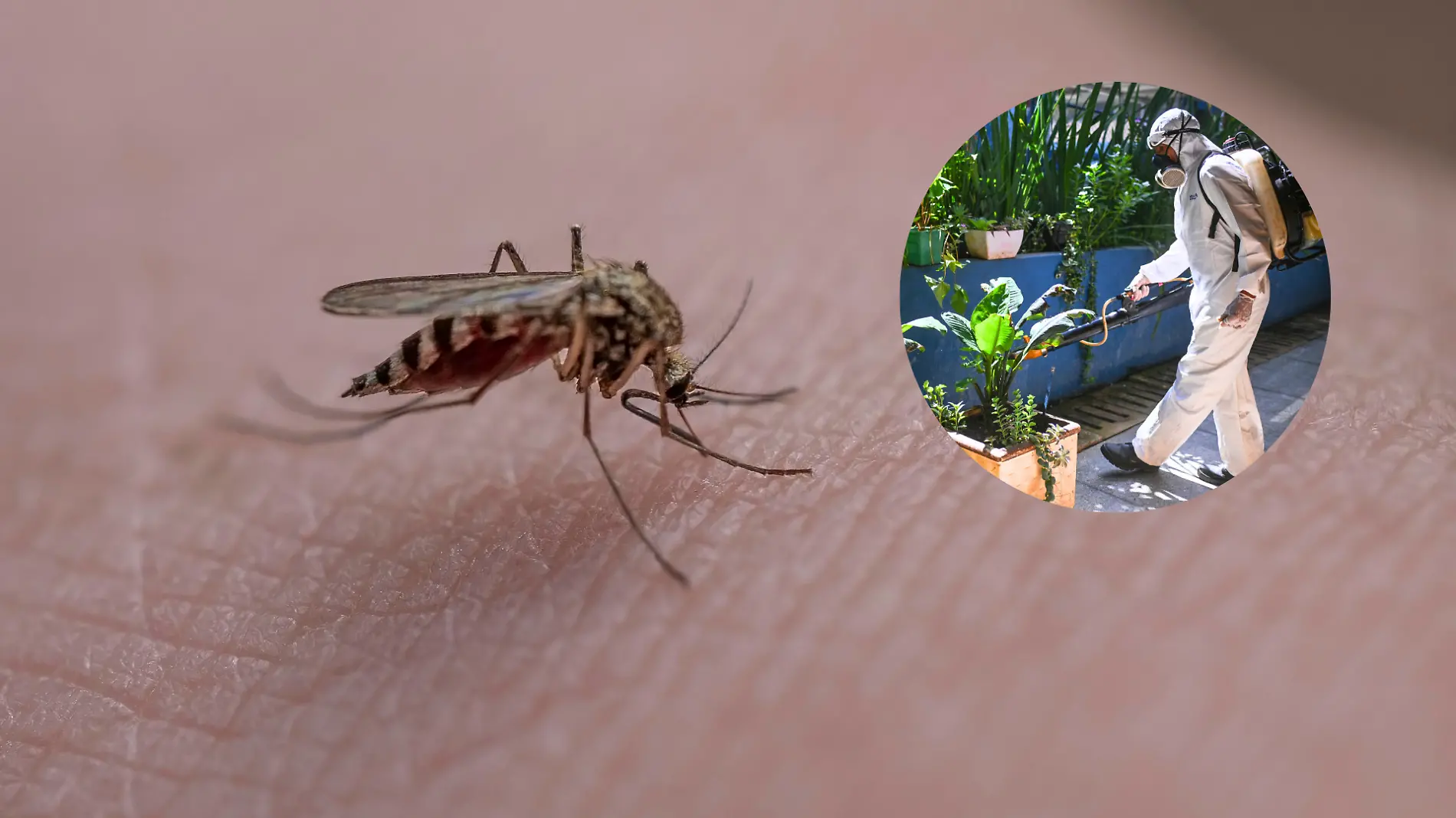 un mosquito sobre piel humana y un técnico fumigador fumiga plantas